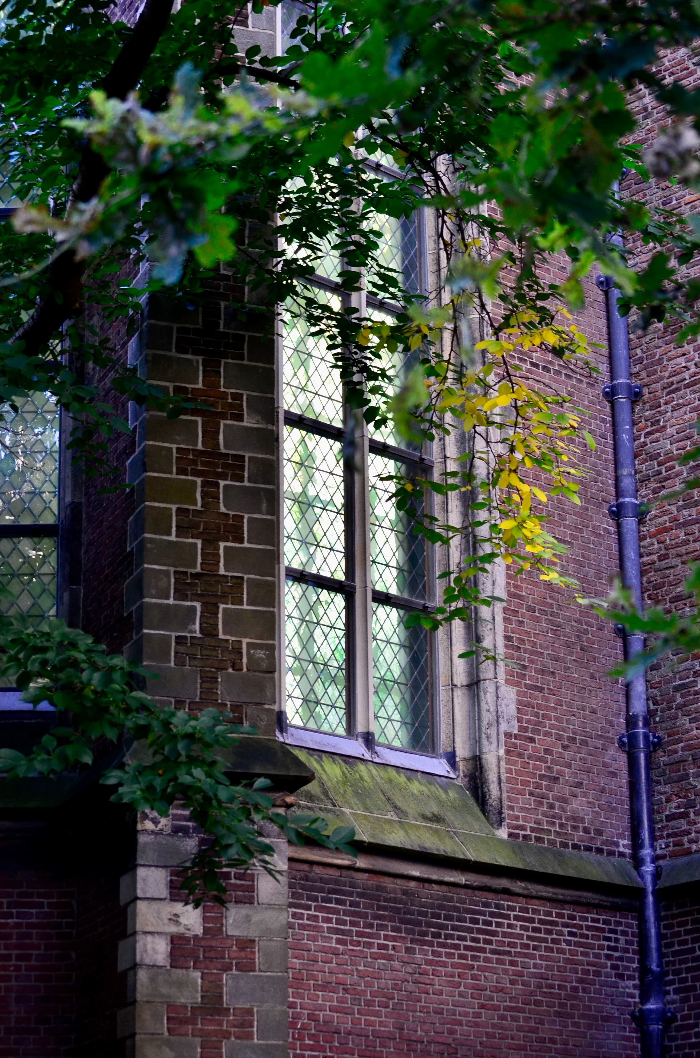 Church Window Foliage in Leiden