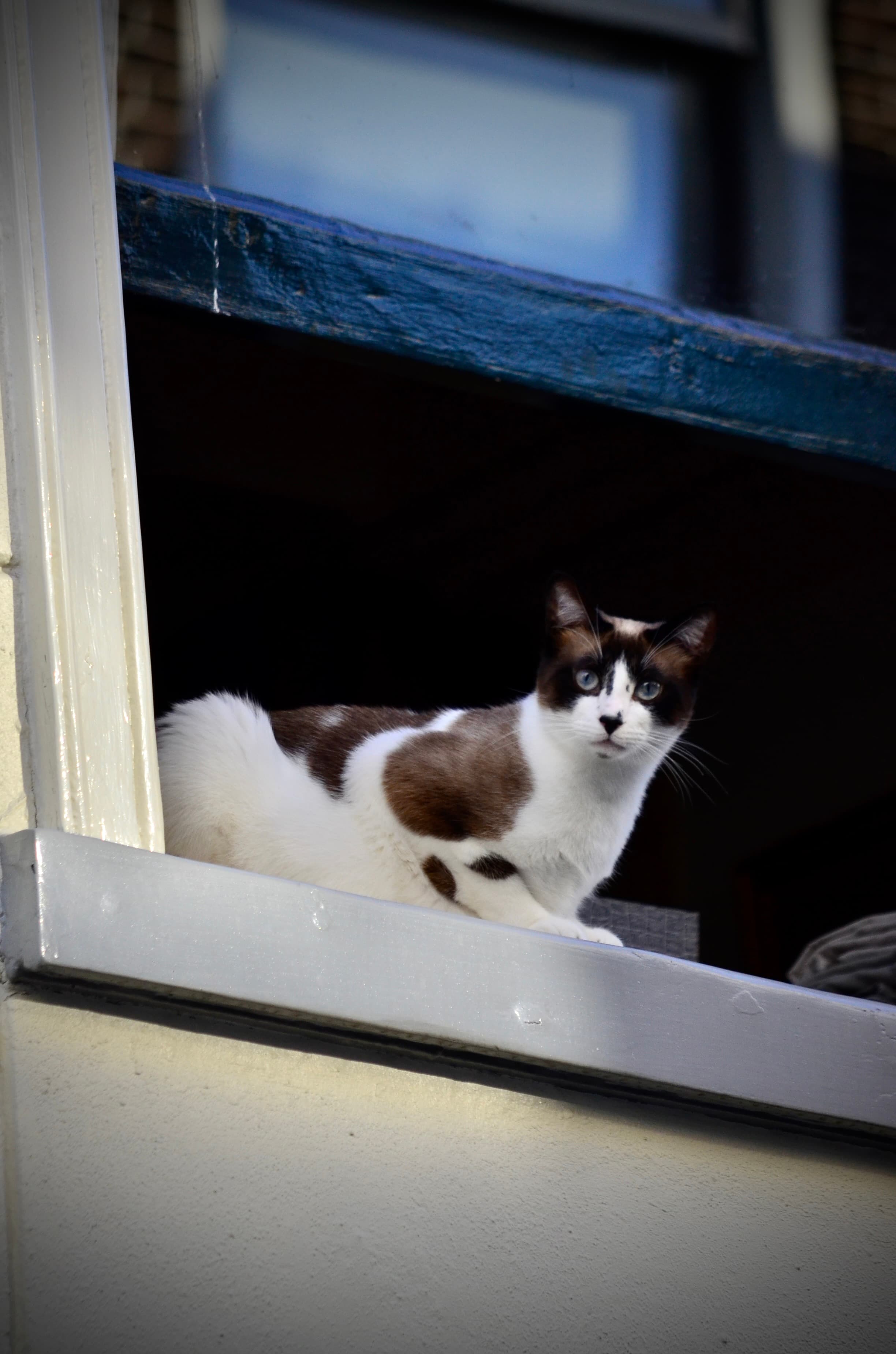 Cat In Window in Leiden