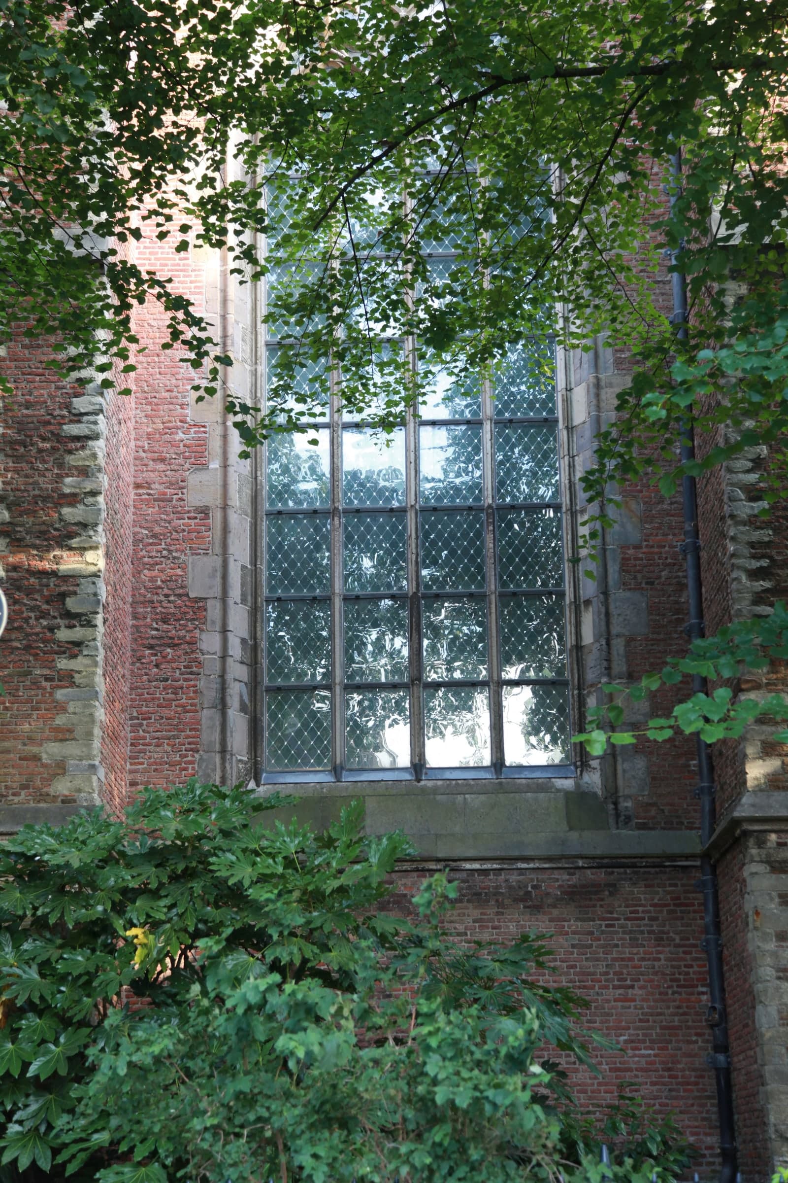 Leadlight church windows and ivy in Leiden