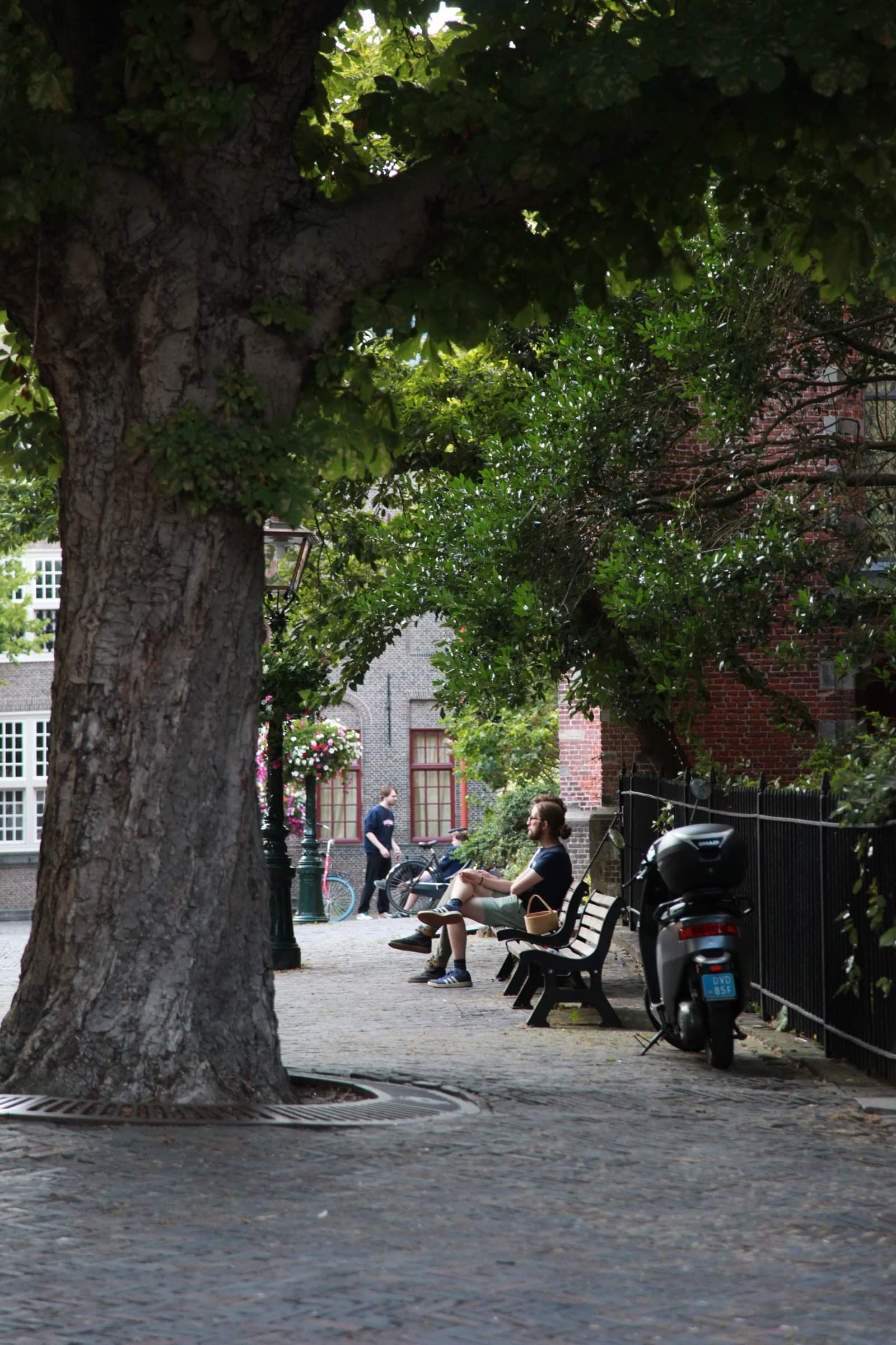 Cafe beneath a monumental tree in Leiden